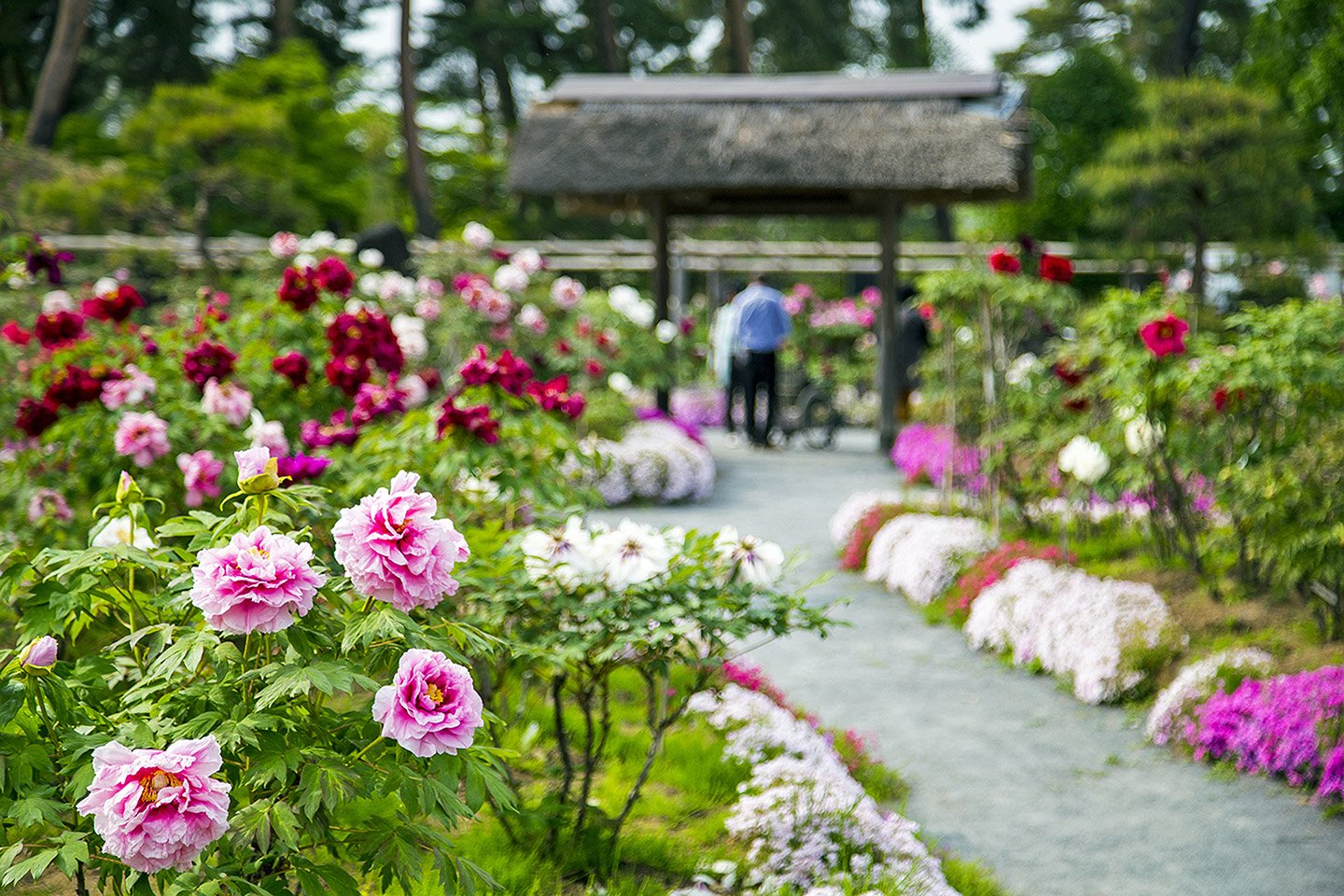 🌸 명승 스카가와 모란원 (메이쇼 스카가와 보탄엔) 이미지 9